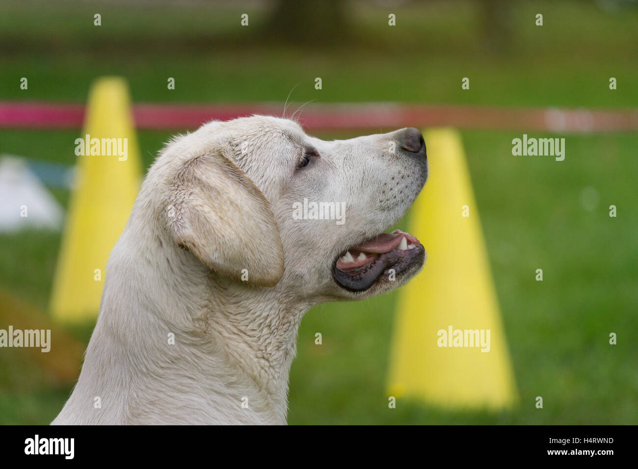 young labrador dog listening to commando in school education Stock ...