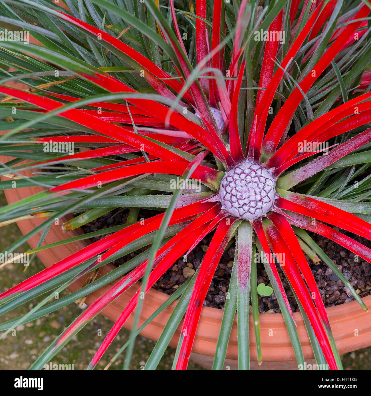 Bromelia humilis red-coloured at the heart of rosette with inflorescence before blooming Stock Photo