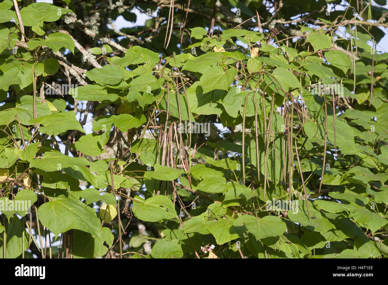 Catalpa bignonioides seedpods. Stock Photo