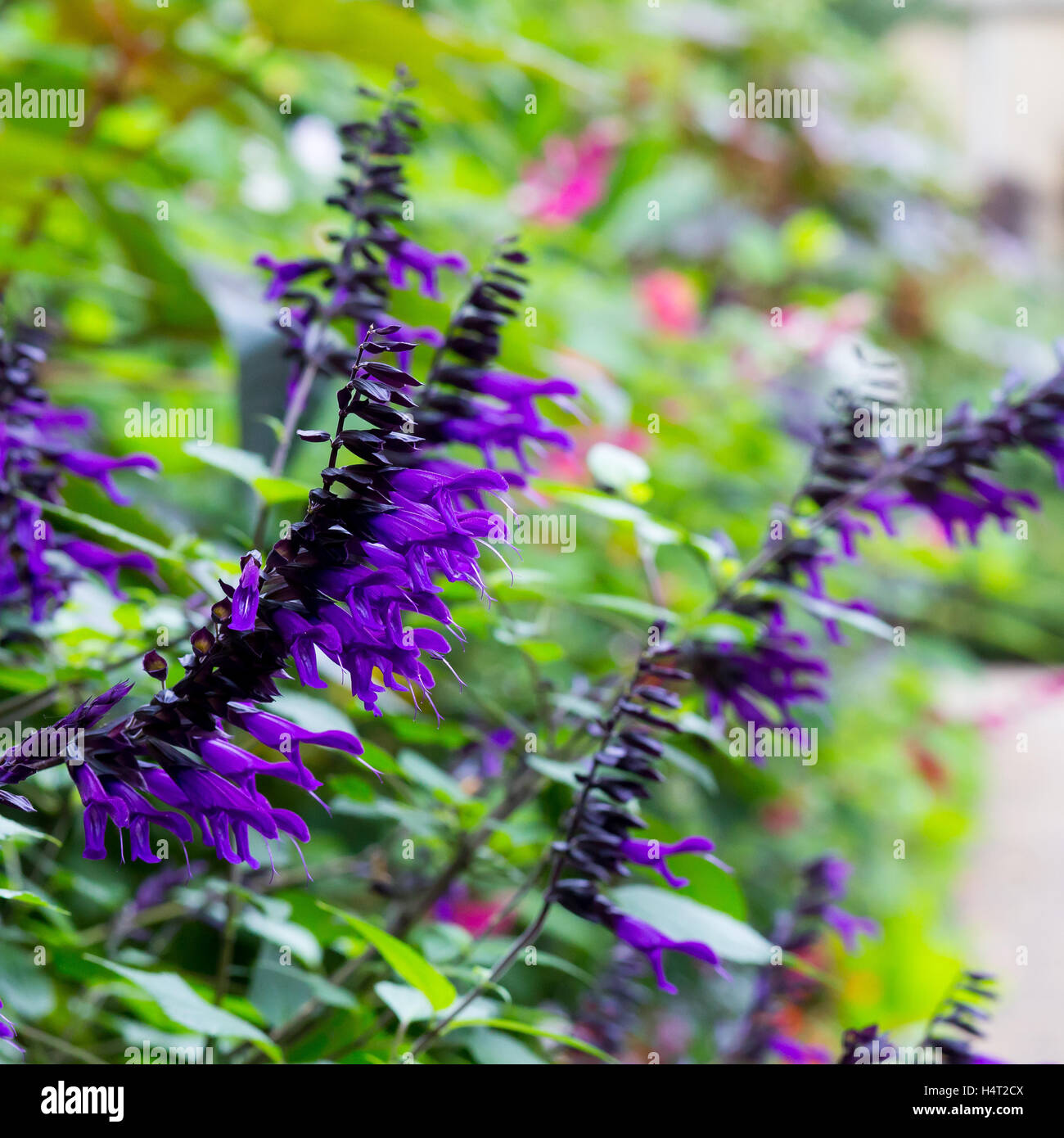 Salvia amistad large growing Sage with huge violet purple flowers Lamiaceae in flower border with bright colorful background Stock Photo