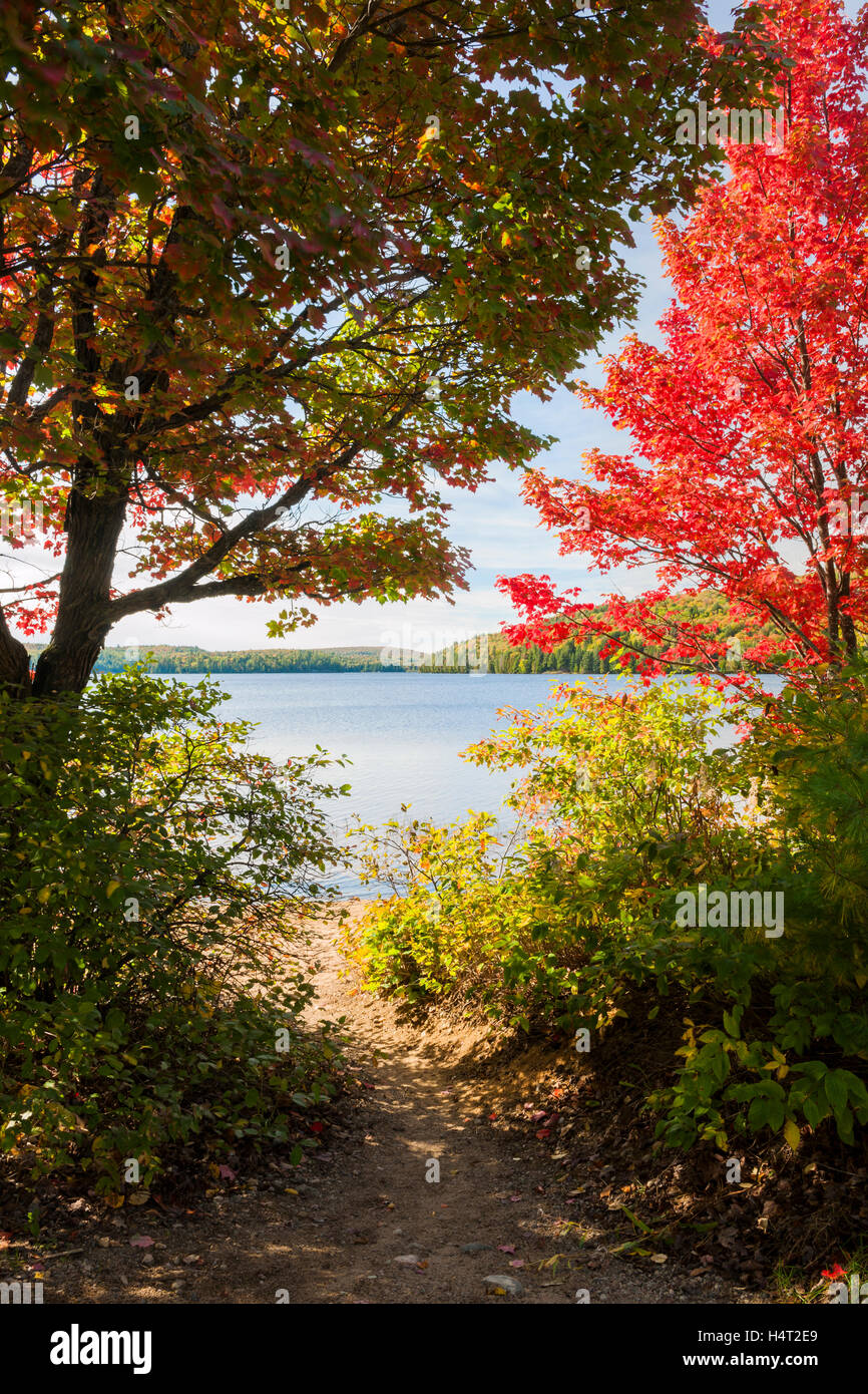 Fall forest trees with colorful autumn foliage framing a path to calm blue lake in Algonquin Provincial Park, Canada Stock Photo