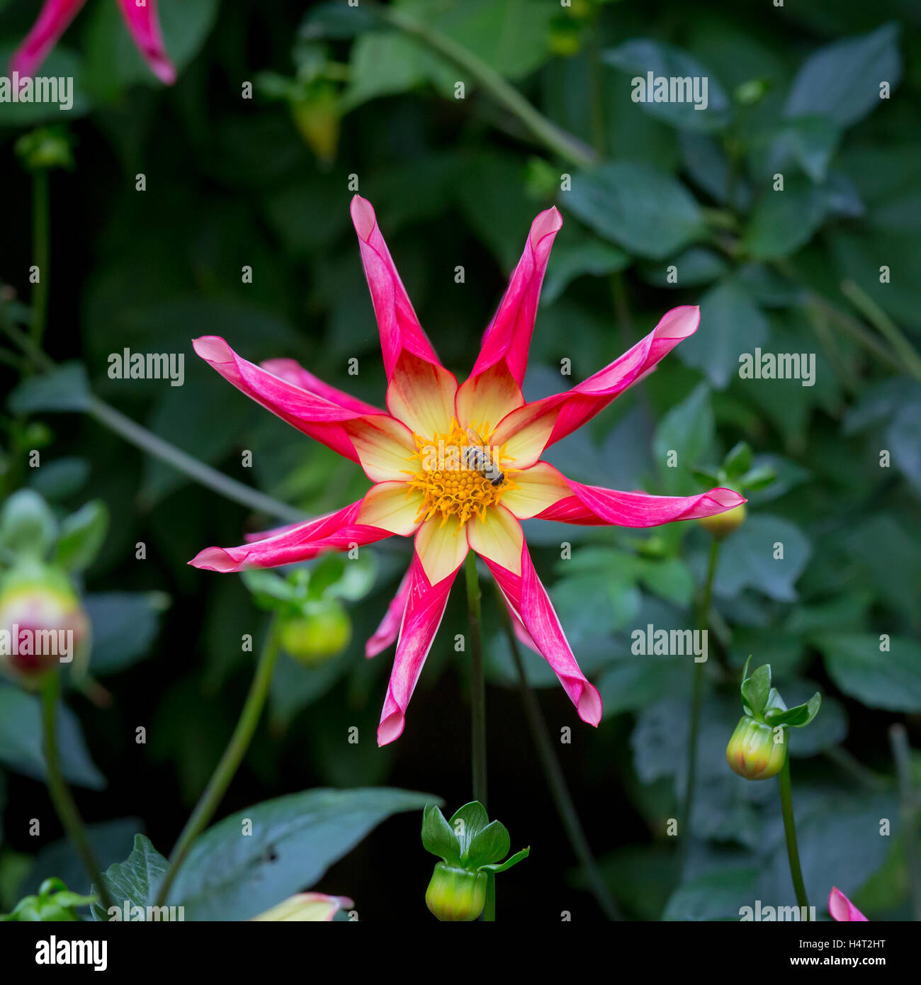 Red and yellow Juuls Allstar dahlia flowers in garden border Stock Photo