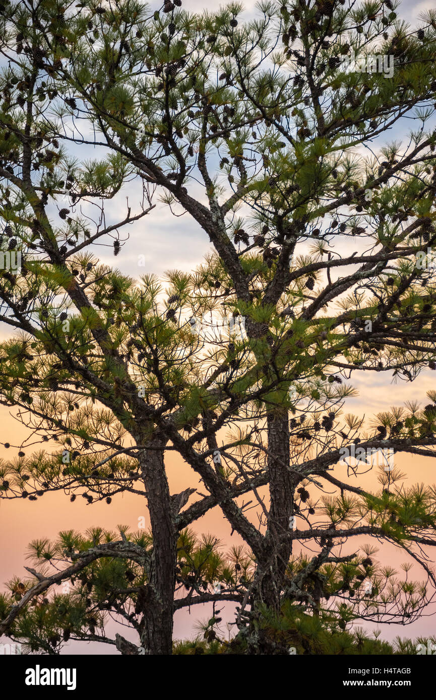 Southern yellow pine tree loaded with pine cones at Stone Mountain Park