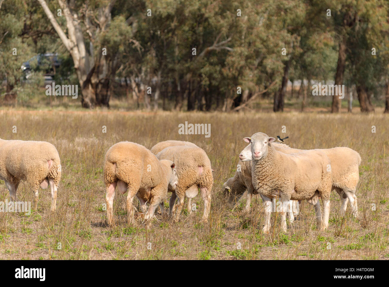 White ram australia hi-res stock photography and images - Alamy