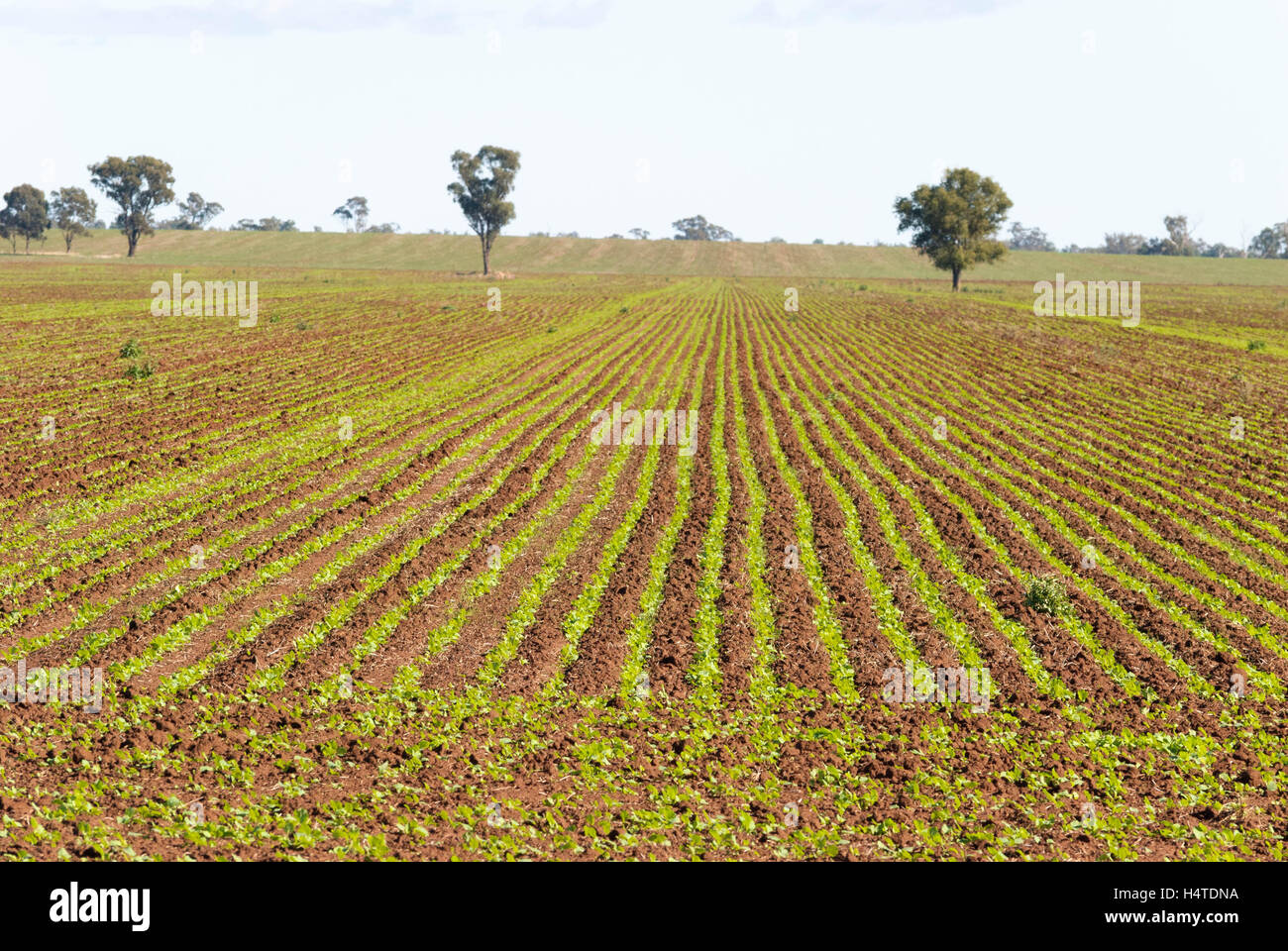 rows of young canola plant growing in rural paddock with trees and clouds in sky Stock Photo