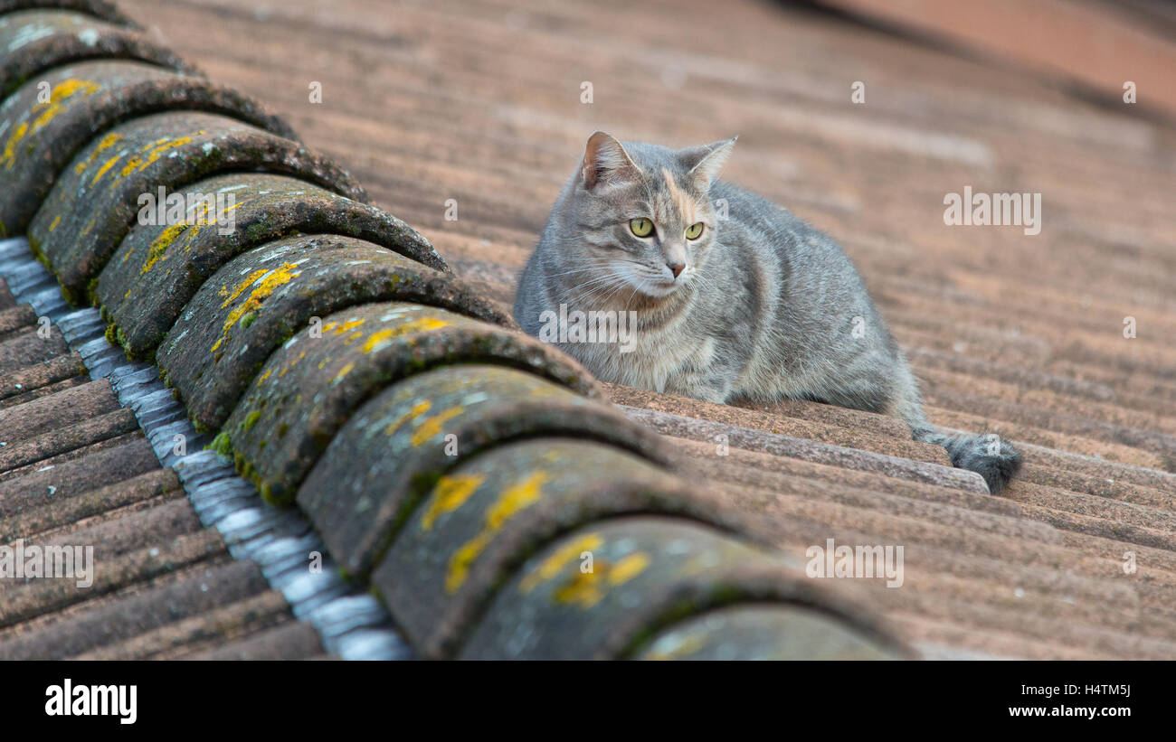 Cat on roofs with tiles Stock Photo Alamy