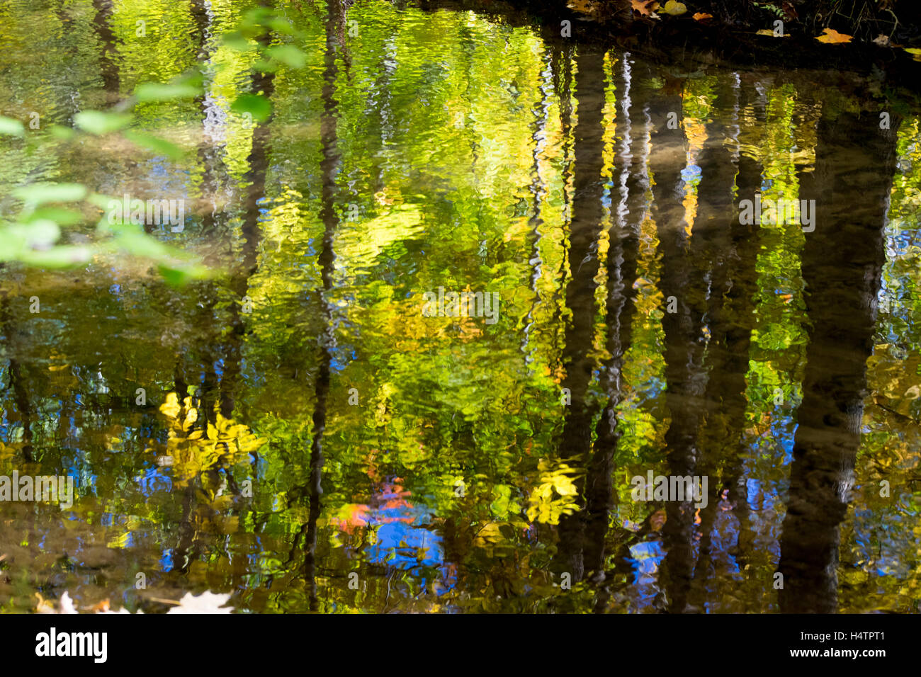 Reflections of autumn in a forest pond Stock Photo - Alamy