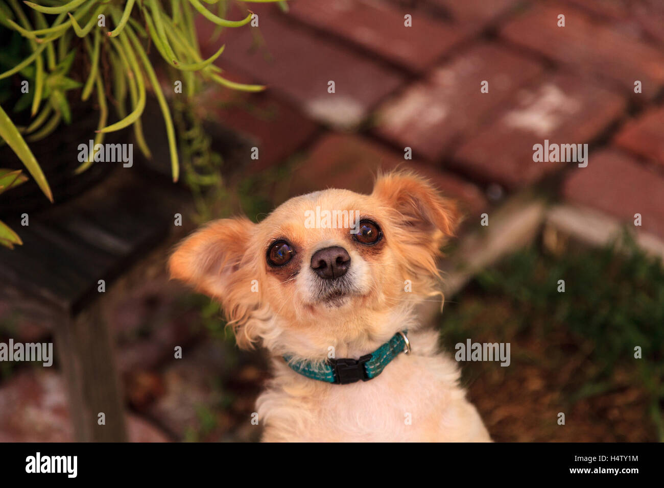 Small blond long haired Chihuahua mixed breed dog with big eyes begs for  food Stock Photo - Alamy