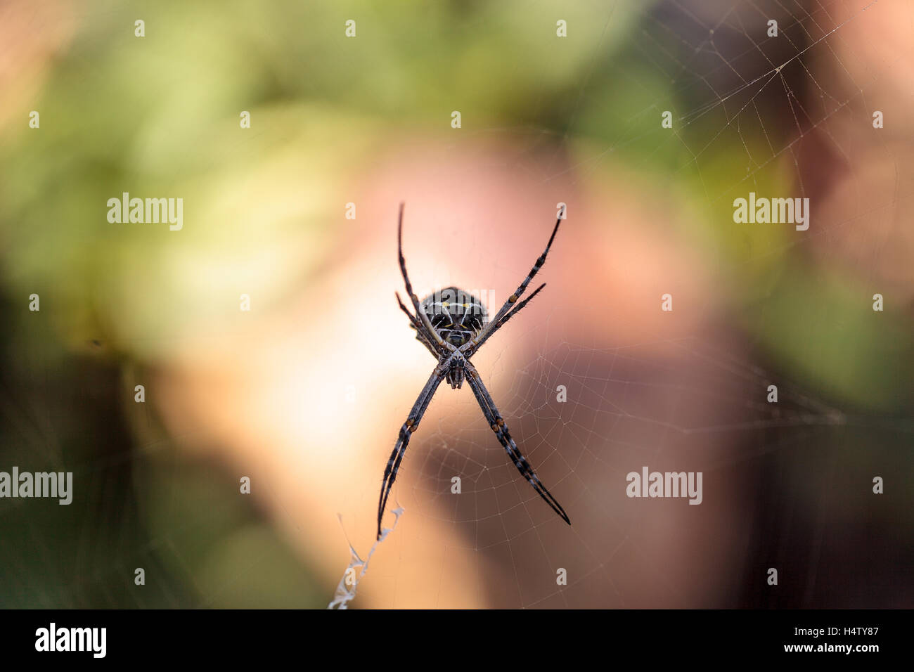 Silver argiope spider called an Argiope argentata is an orb weaver sitting in the middle of its web in Southern California Stock Photo