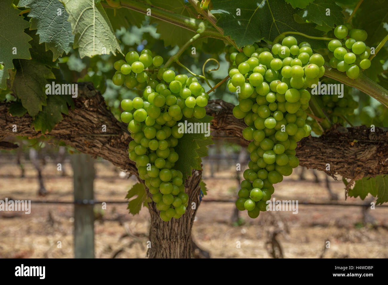 White wine grapes on vine near Cape Town, South Africa Stock Photo Alamy