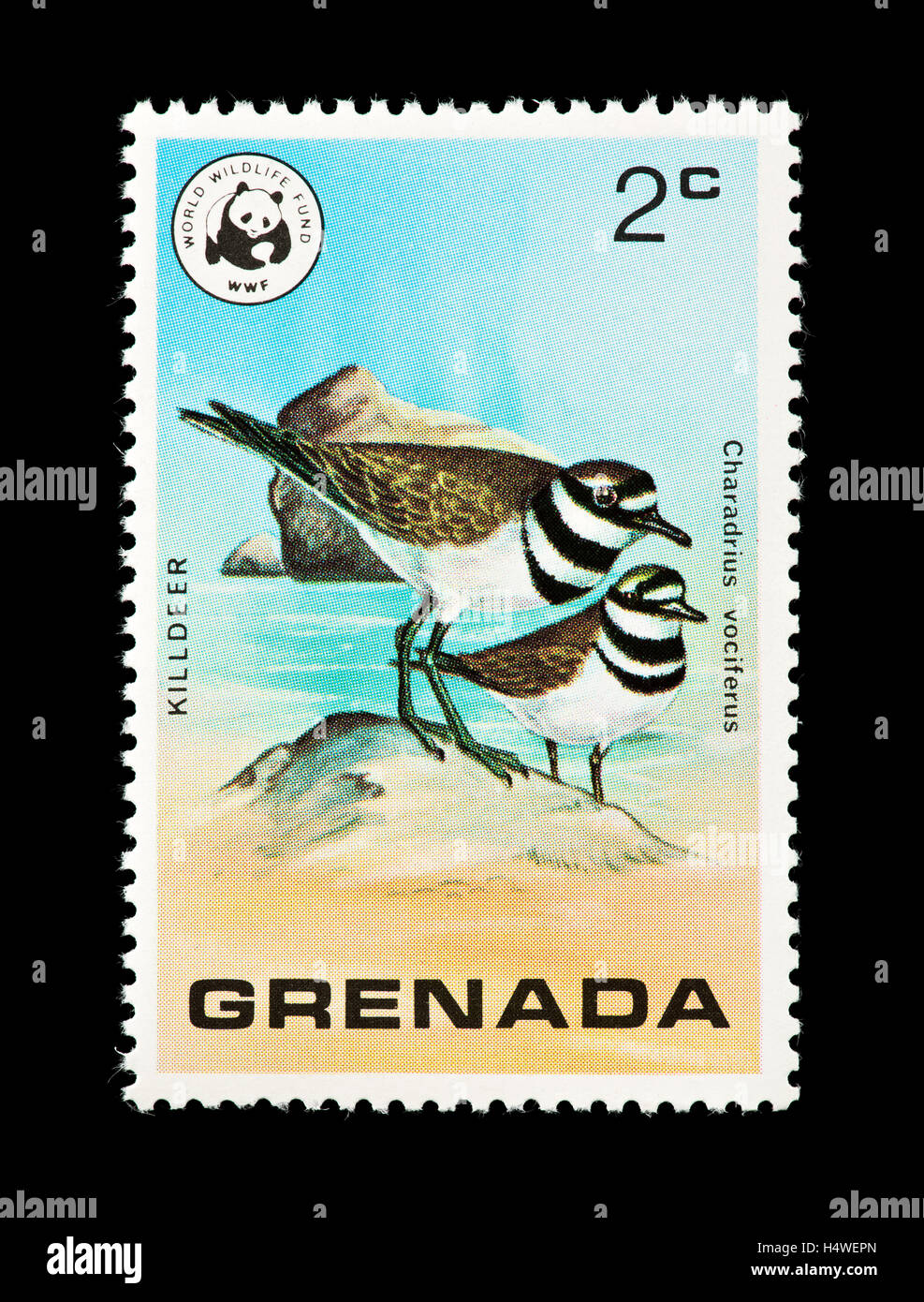 Postage stamp from Grenada depicting a killdeer (Charadrius vociferus) Stock Photo