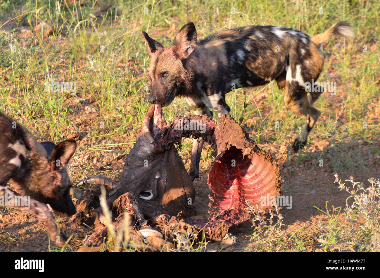 Africa wild dogs at their kill Stock Photo