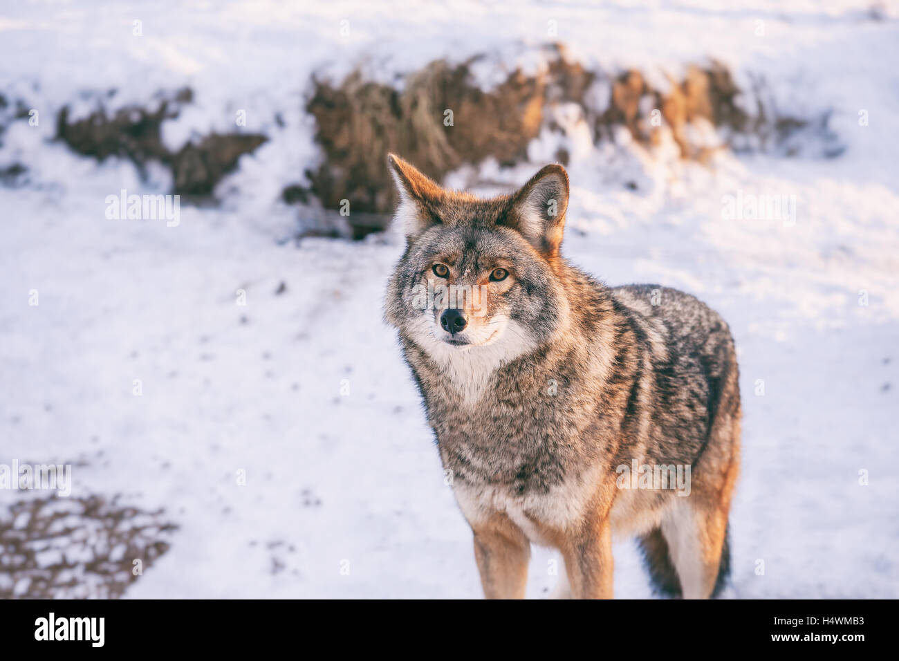 Coyote in winter at Omega park, Quebec, Canada Stock Photo
