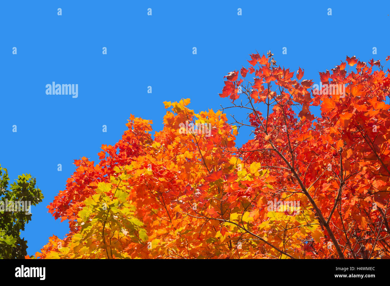 Autumn maple trees with red leaves against pure blue sky in Montreal ...