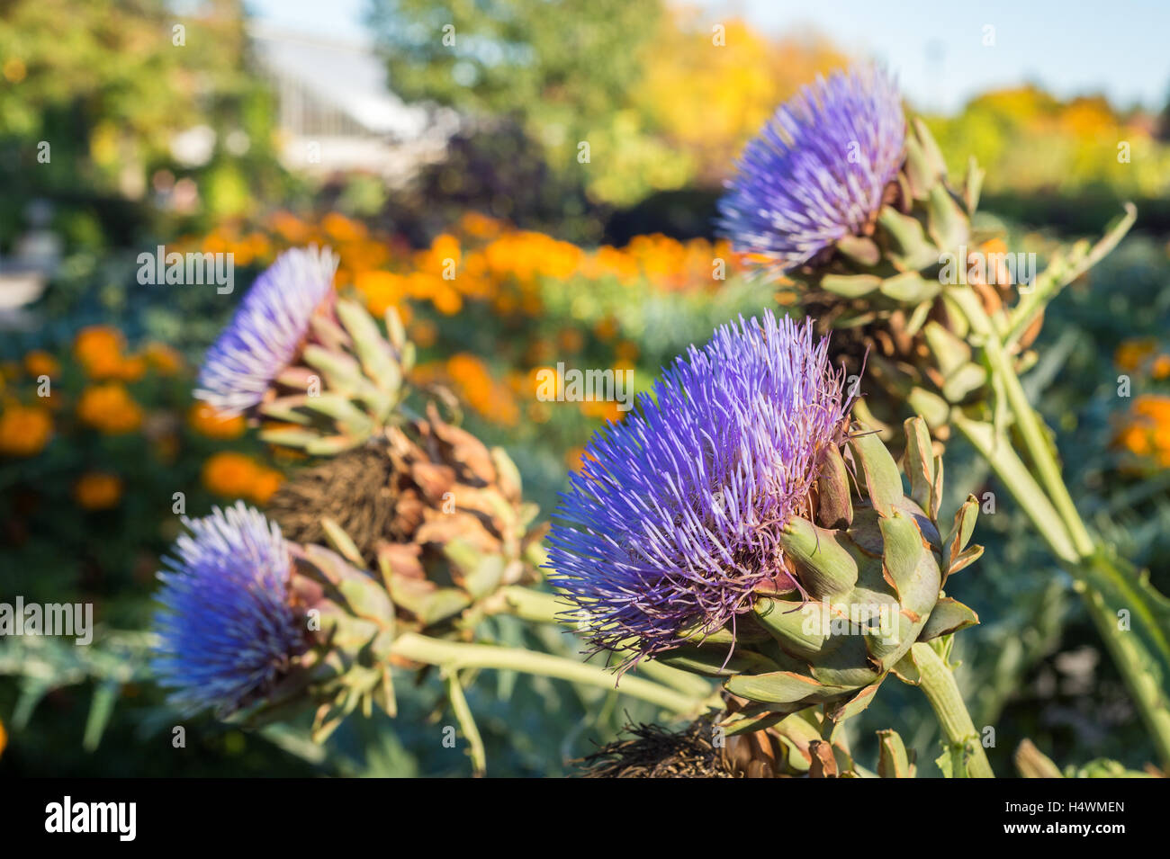 Artichoke flowers growing in the garden Stock Photo - Alamy