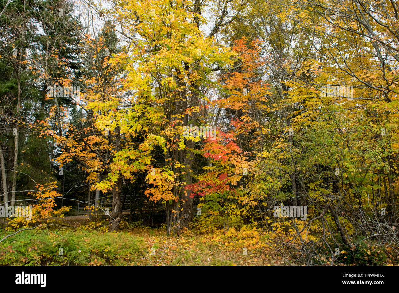 The golden leaves of autumn Stock Photo - Alamy