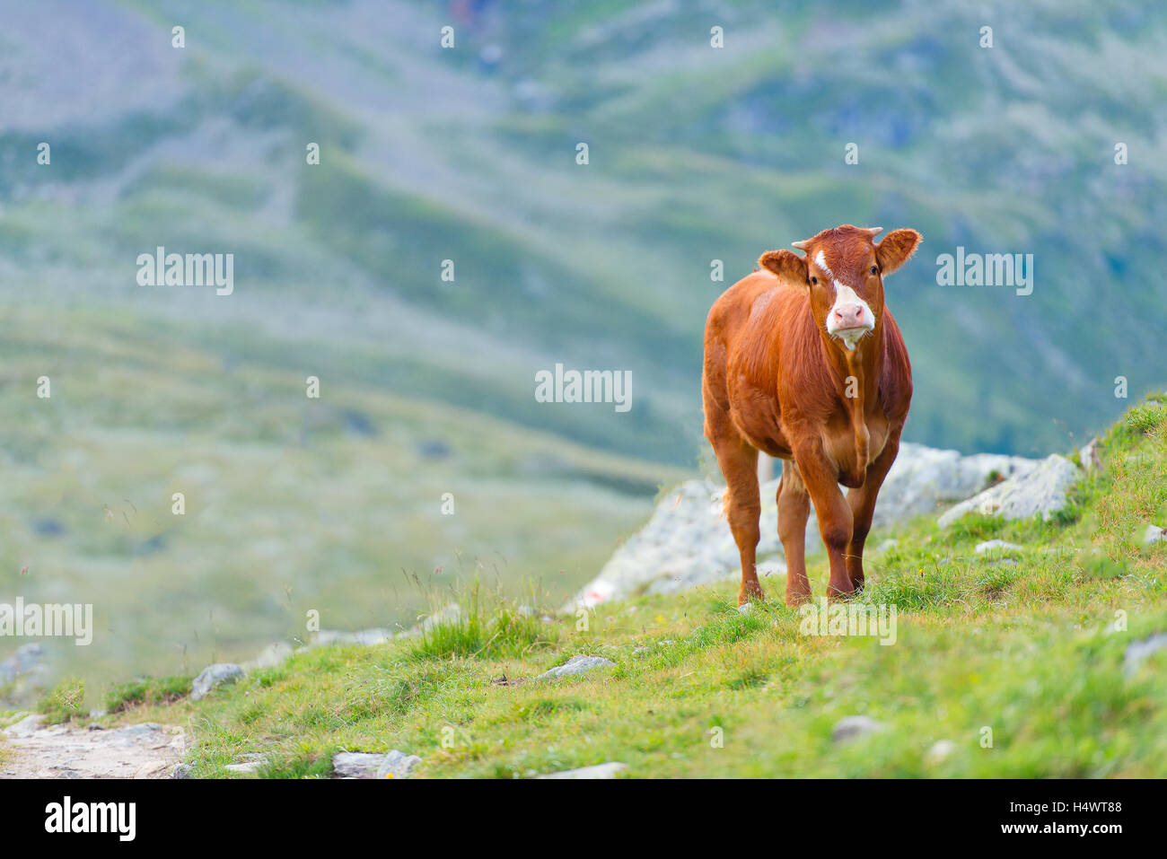 Cow in a pasture in the Swiss Alps in the summer Stock Photo - Alamy