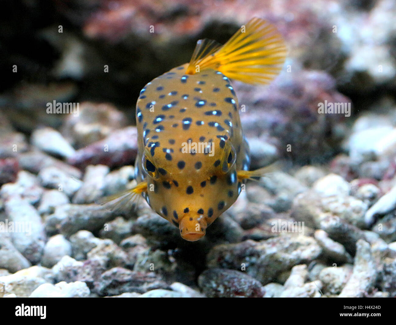 Pacific Yellow boxfish (Ostracion cubicus), also Cube Boxfish or Polka Dot Boxfish Stock Photo