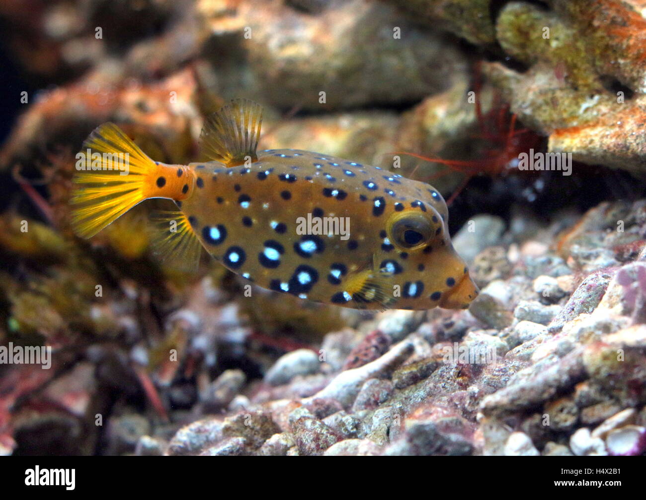 Pacific Yellow boxfish (Ostracion cubicus), also Cube Boxfish or Polka Dot Boxfish Stock Photo