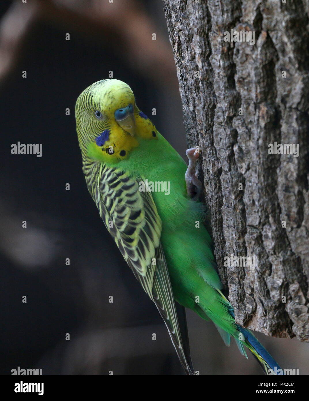 Male Australian Budgerigar Parakeet Melopsittacus Undulatus Stock