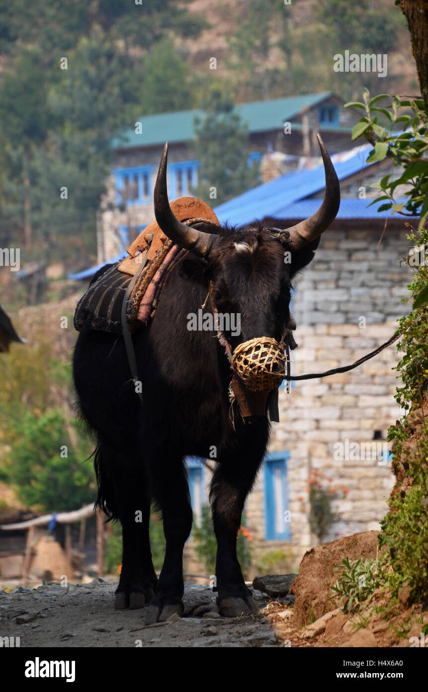 A jopkyo tethered on the track to Kharikola, Solukhmbu, Nepal Stock Photo