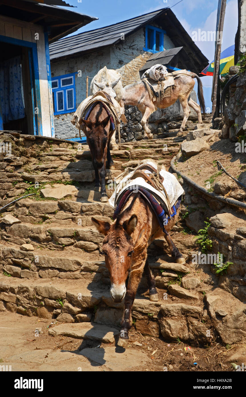 Nepal train hi-res stock photography and images - Alamy