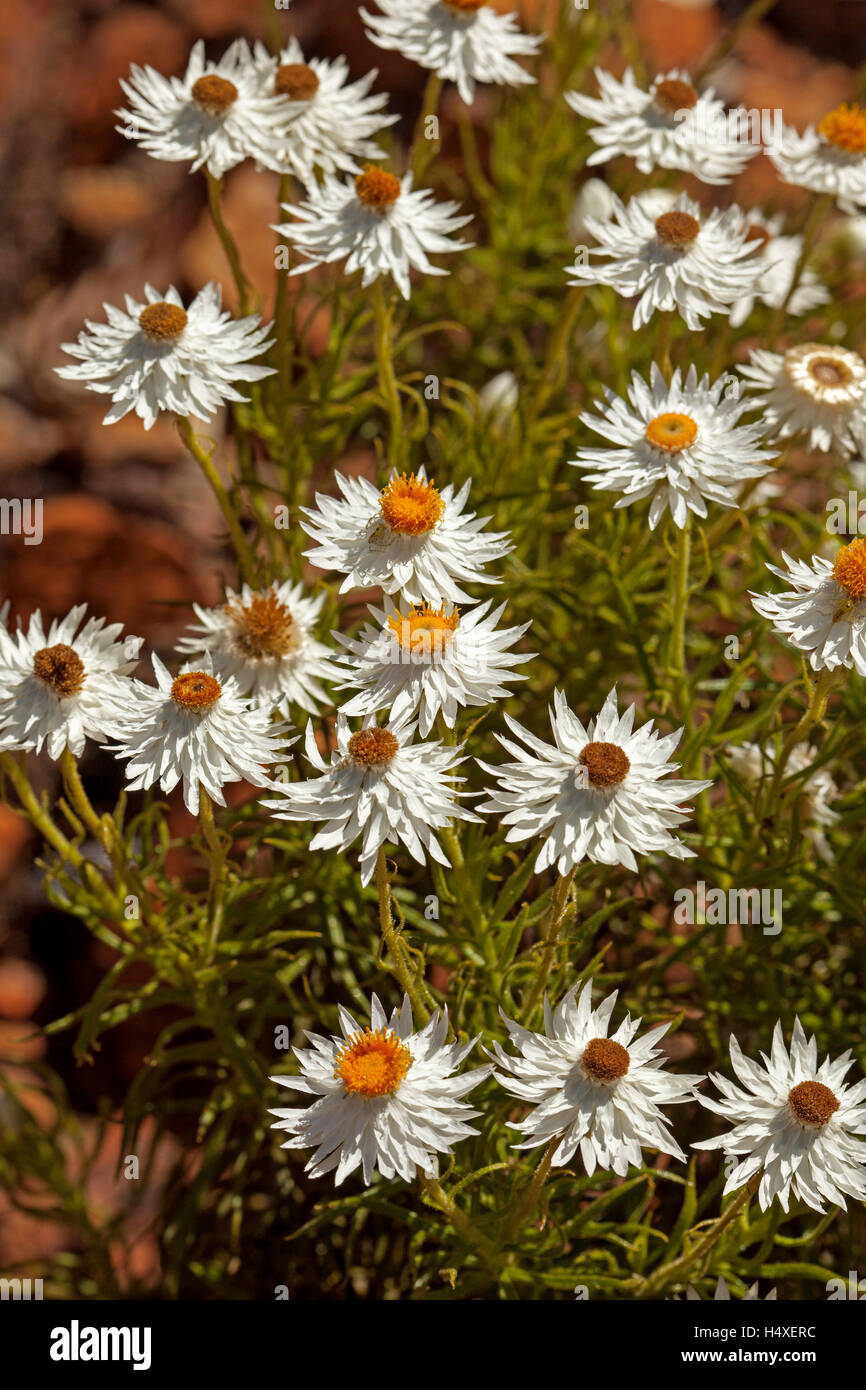 Cluster of gleaming white everlasting daisies & green leaves of Ammobium alatum, Australian wildflowers on forest floor Stock Photo