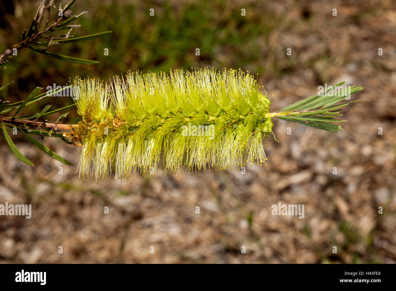 Stunning & unusual green fluffy flower of Australian native shrub Callistemon viridiflorus, bottlebrush flower on brown background Stock Photo