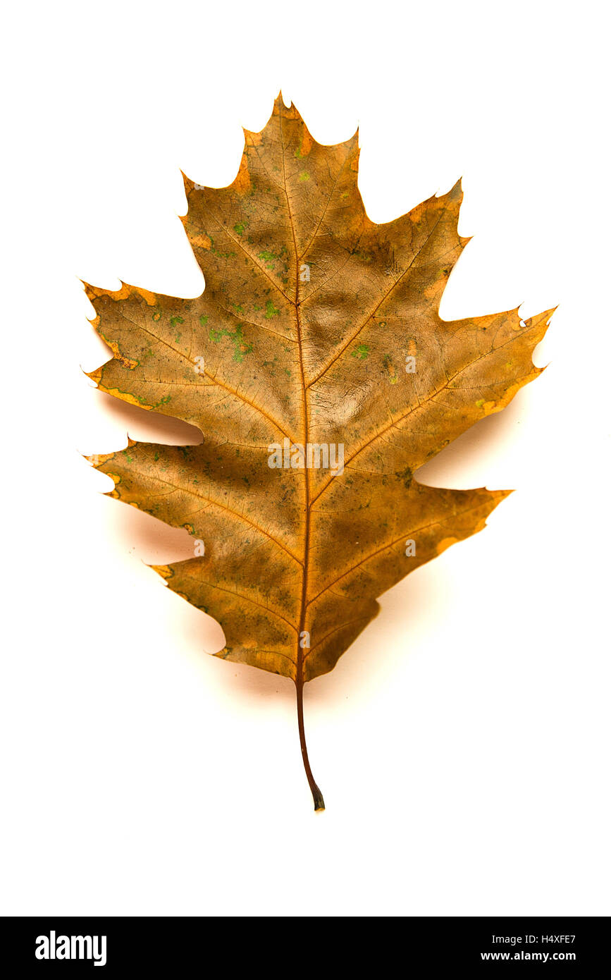 Dry fallen autumn leaf of a tree on over white Stock Photo