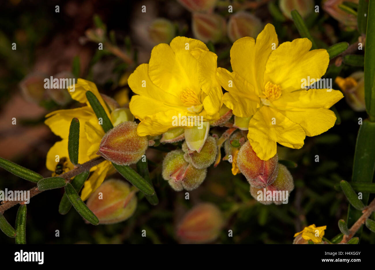 Cluster of vivid yellow flowers, red tinged buds & green leaves of Australian wildflower Hibbertia linearis on dark background Stock Photo