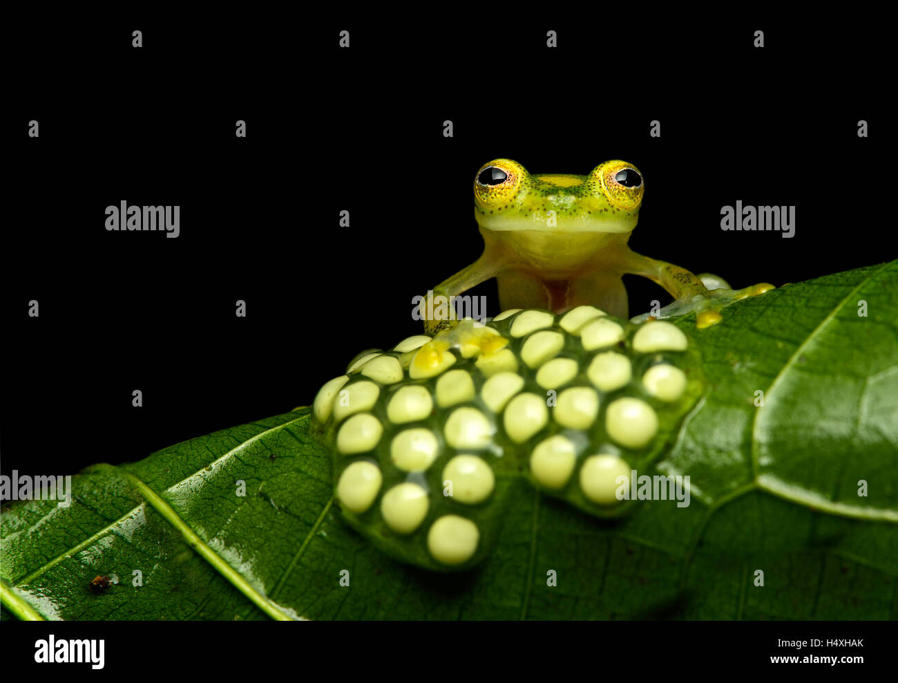 Glass frog eggs hires stock photography and images Alamy
