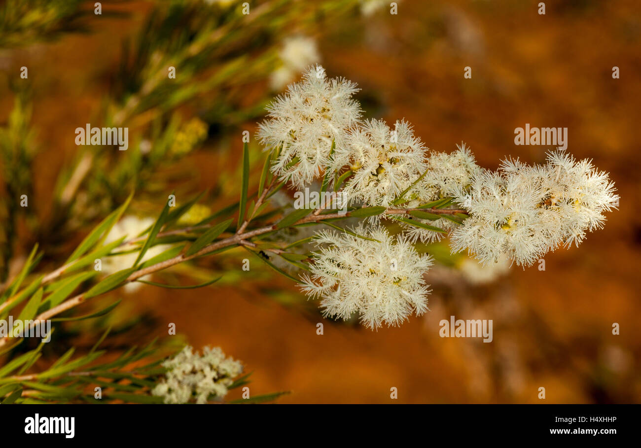 Cluster of fluffy creamy white flowers & leaves of Melaleuca trichostachya / linariifolia, Australian wildflowers on dark background Stock Photo