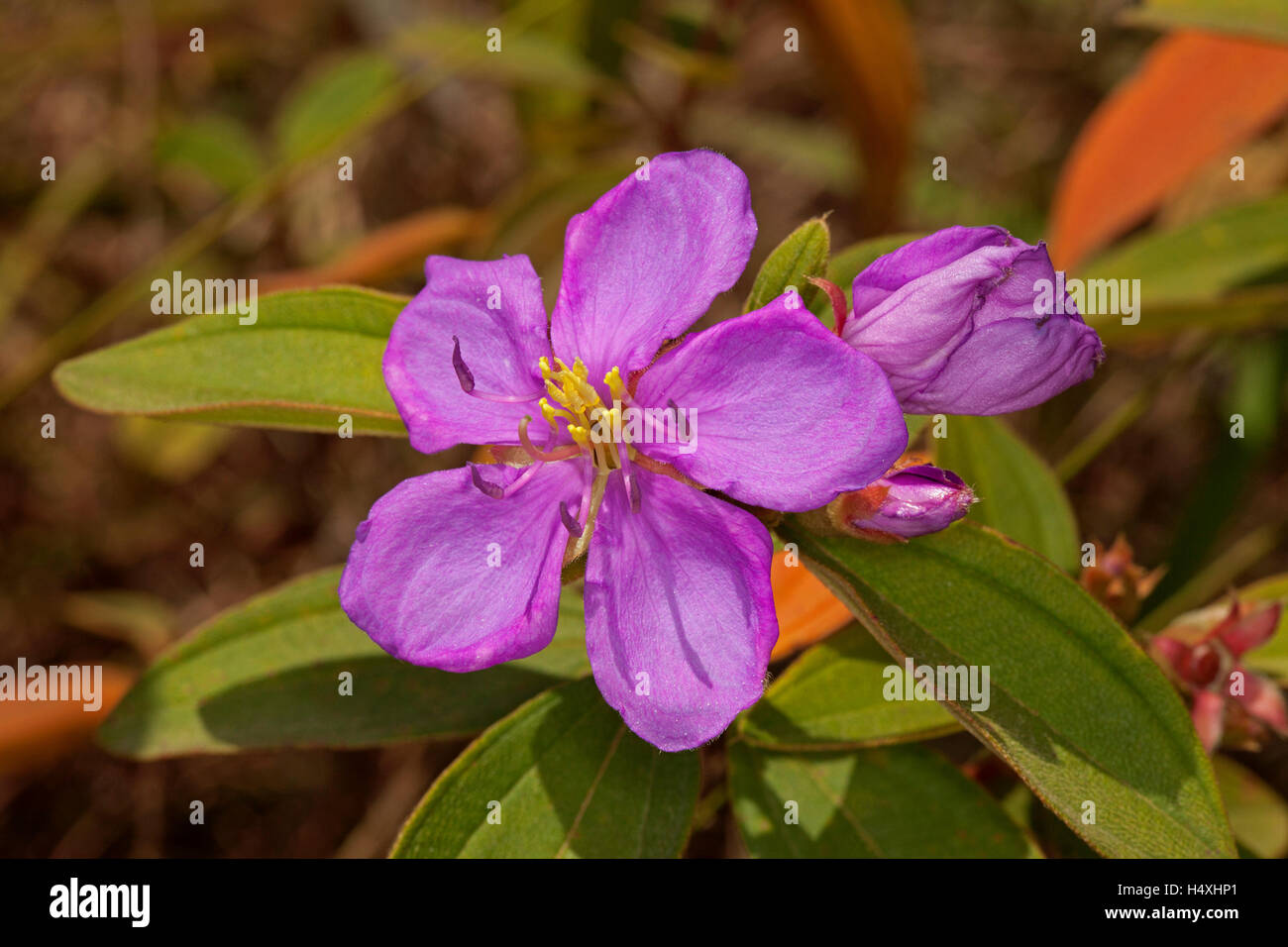 Beautiful Australian wildflower, pink /  purple flower & green leaves of Melastoma affine syn malabrathricum, native shrub Stock Photo