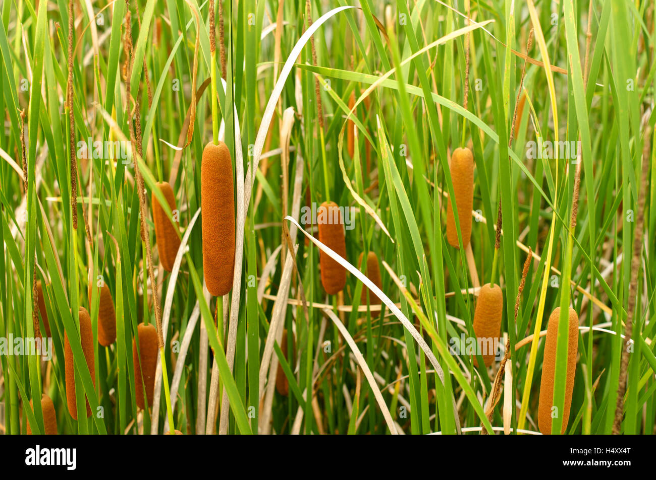 Brown to green hi-res stock photography and images - Alamy