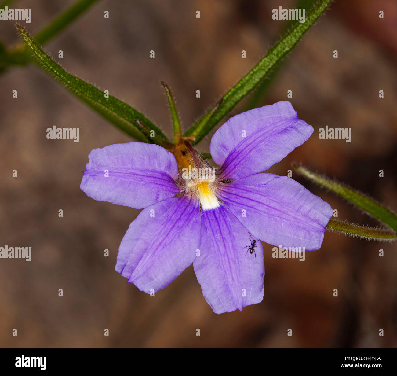 Purple fan flower hires stock photography and images Alamy