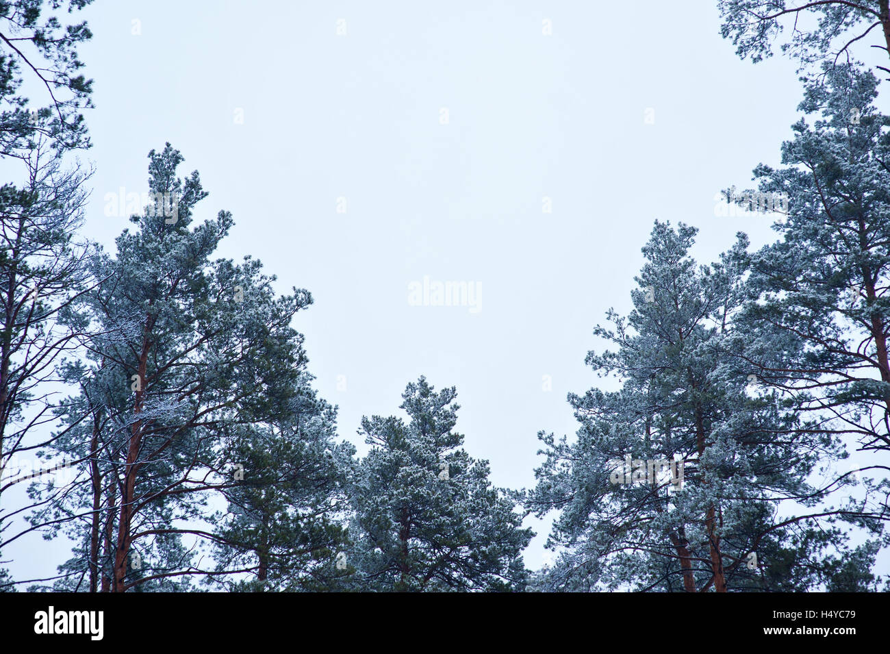 snow-covered pine trees in the forest against the sky Stock Photo