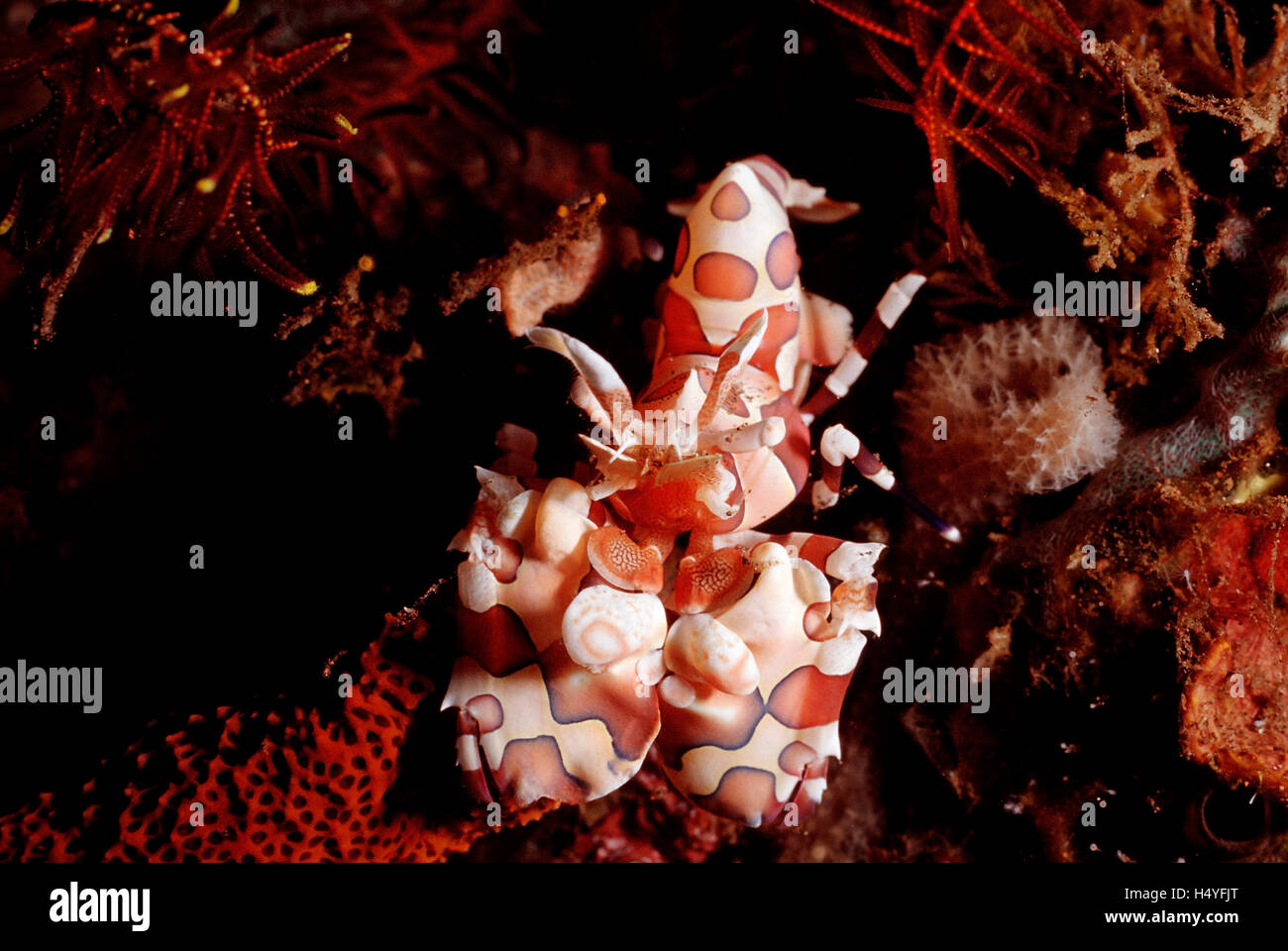 Harlequin shrimp (Hymenocera elegans) Bali, Indian Ocean, Indonesia