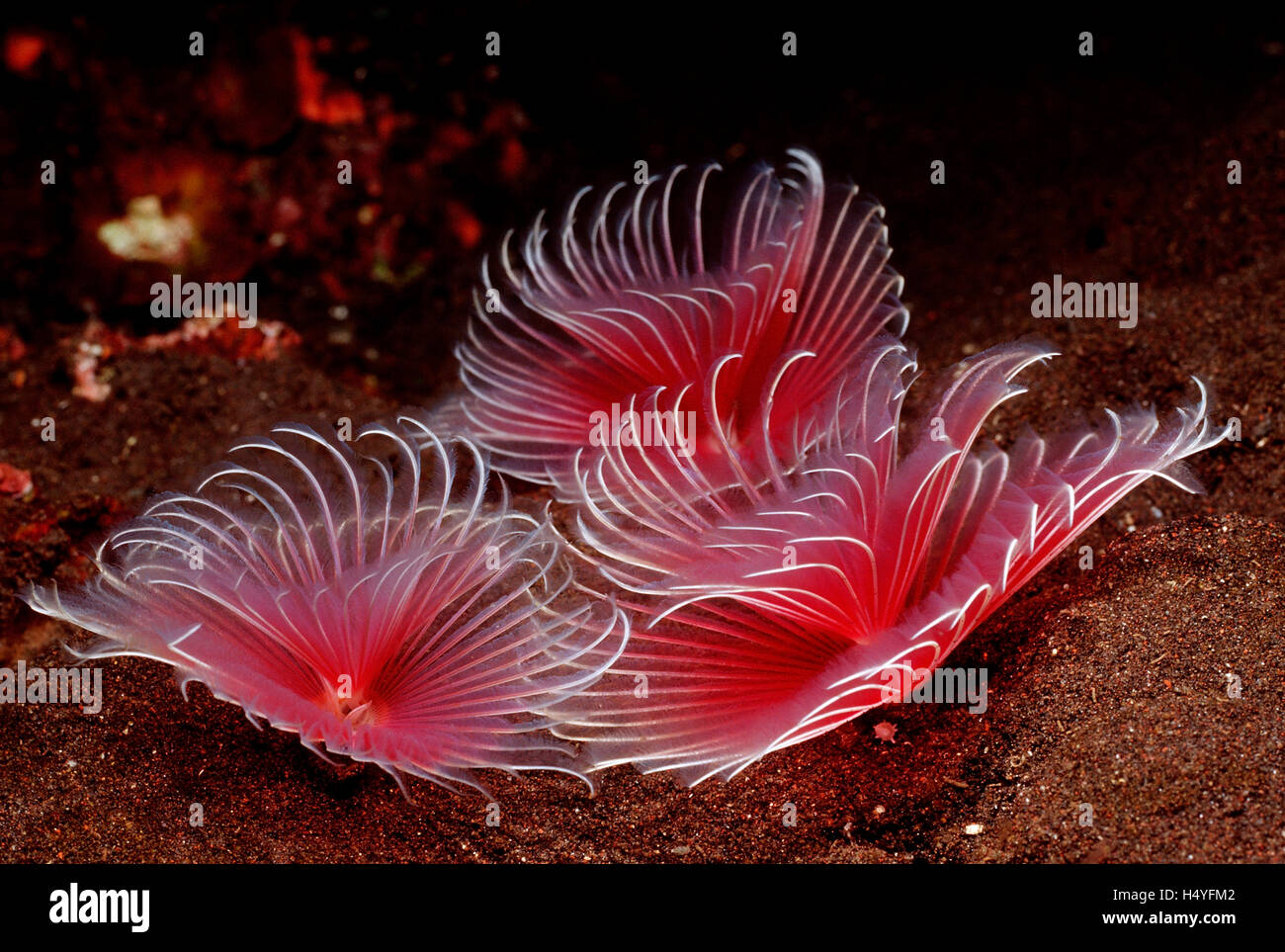 Feather duster worms (Sabellastarte sp.) Bali, Indian Ocean, Indonesia Stock Photo