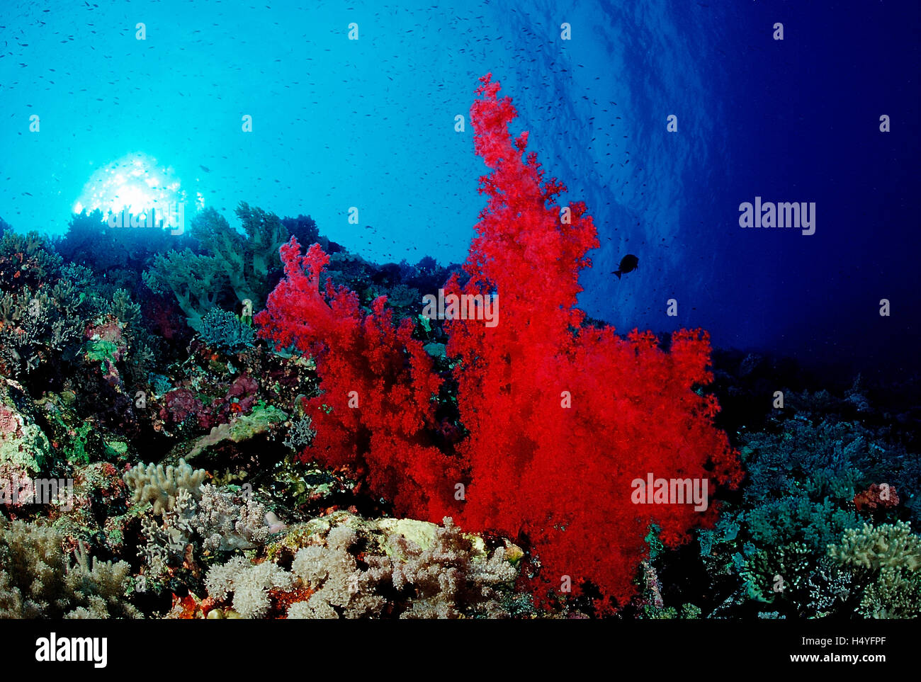 Colorful coral reef, Taba, Sinai, Red Sea, Egypt Stock Photo