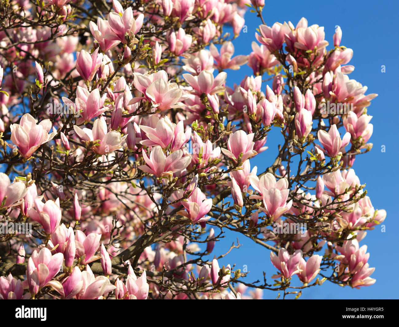 Blooming magnolia (Magnolia Stock Photo Alamy