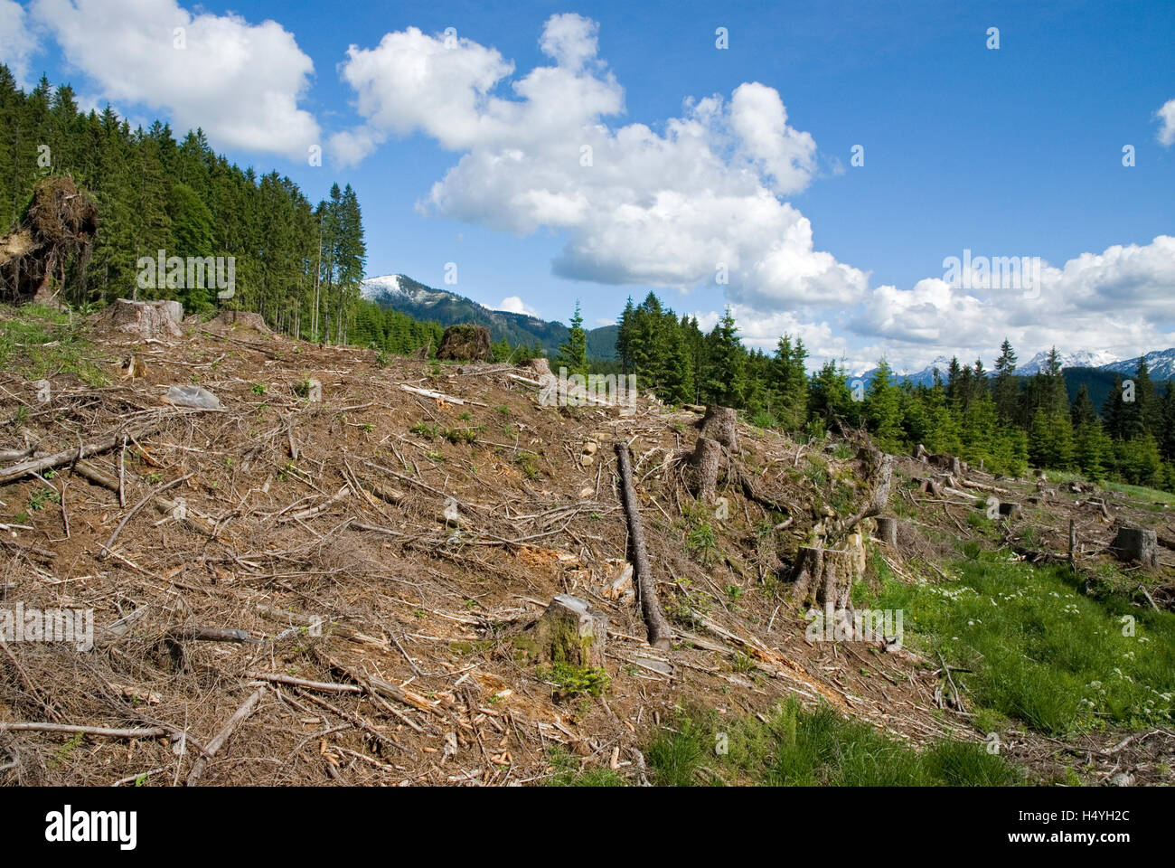 Clear-cutting in the Kalkalpen National Park, Upper Austria, Austria, Europe Stock Photo