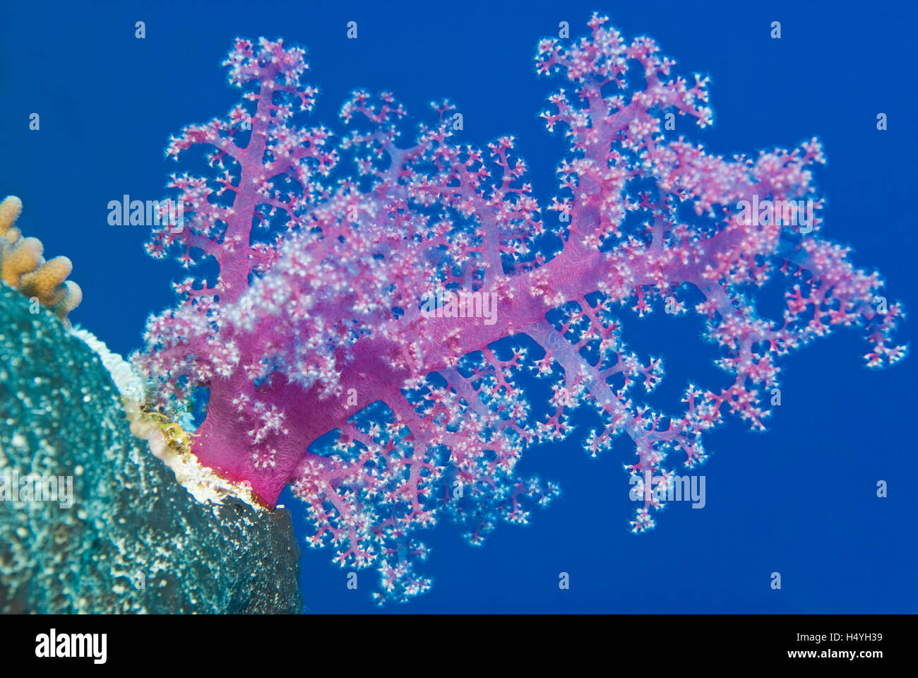 Soft coral, Red Sea, Egypt, Africa Stock Photo