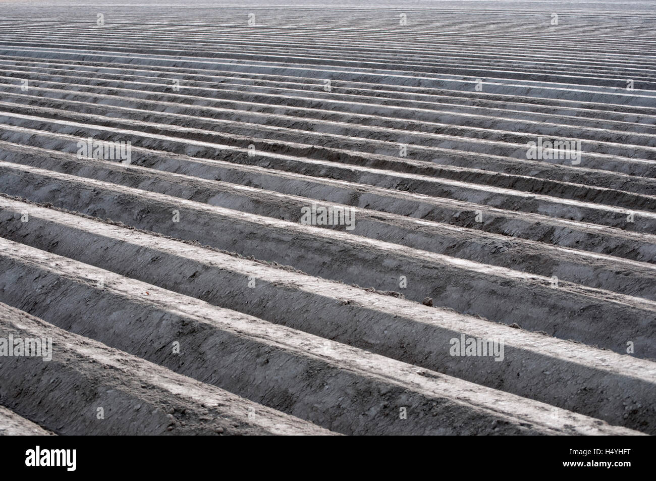 Potato field, furrows, Bergkamen, Ruhr Area, North Rhine-Westphalia Stock Photo