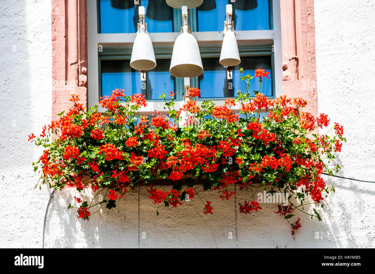 Window box full of red  flowers, Rudesheim, Rhine Gorge, Germany, Europe Stock Photo