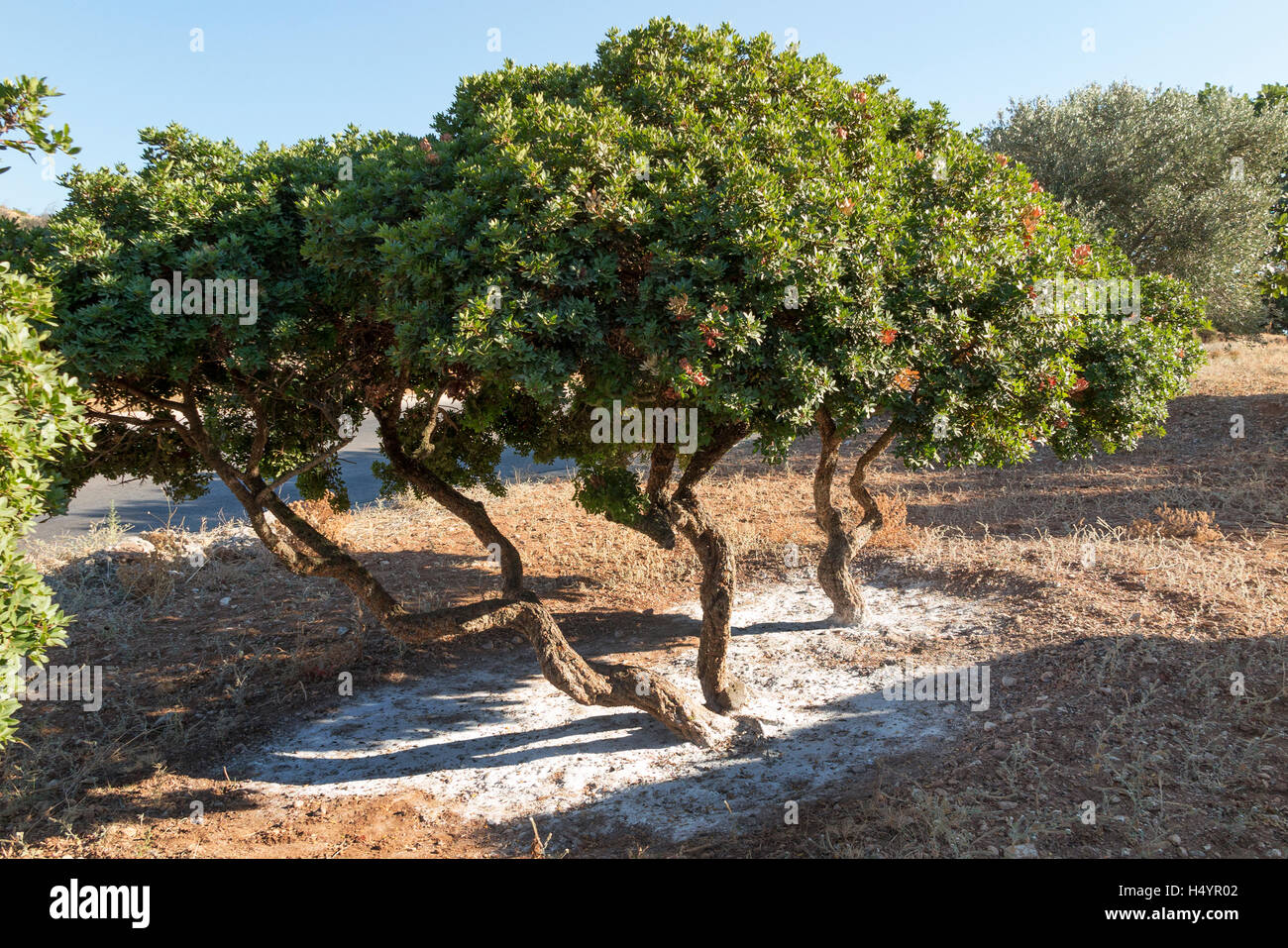 Chios mastika hi-res stock photography and images - Alamy
