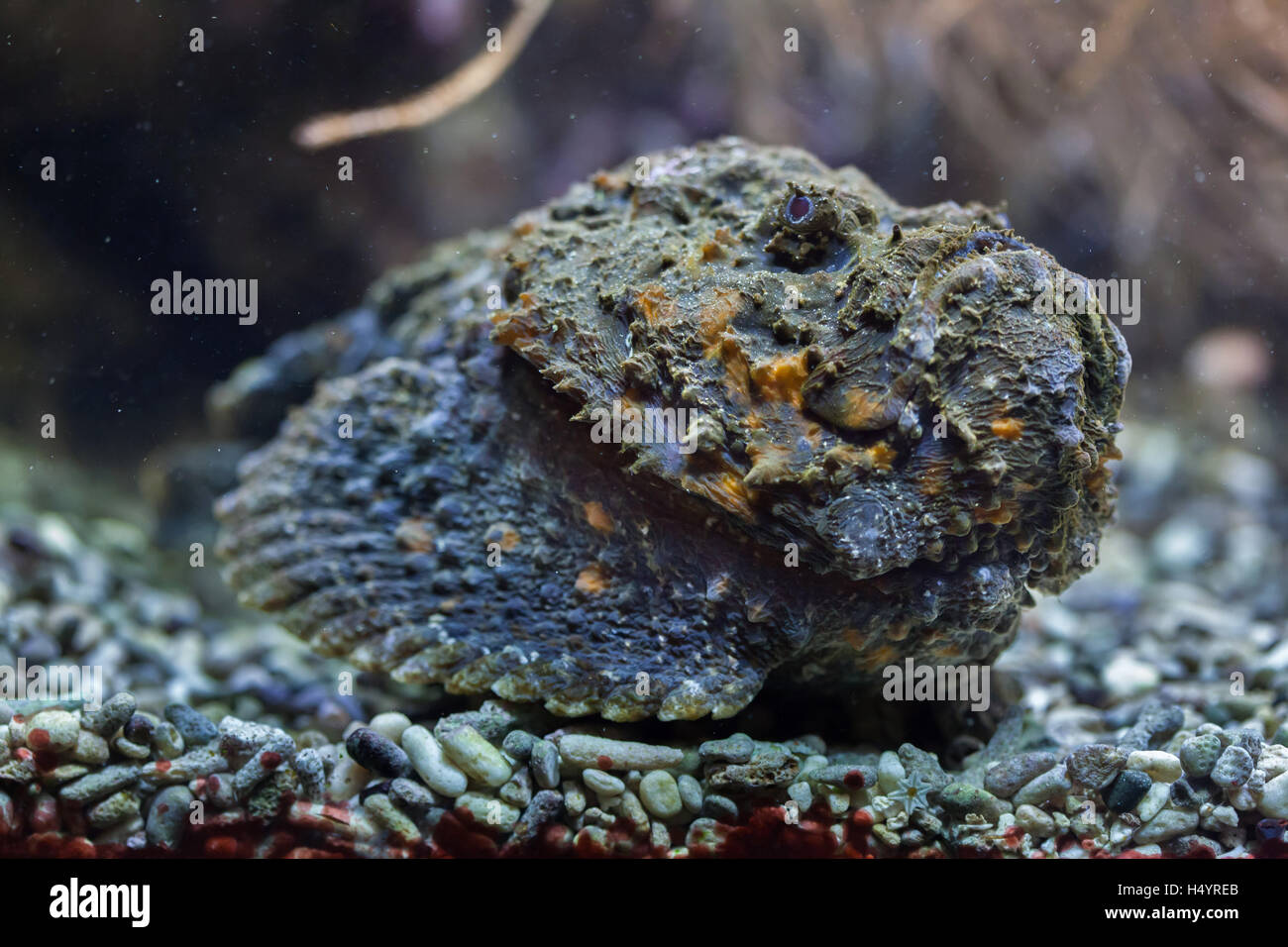 Synanceia verrucosa reef stonefish hires stock photography and images
