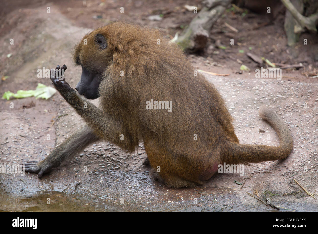 Guinea baboon (Papio papio). Wildlife animal. Stock Photo