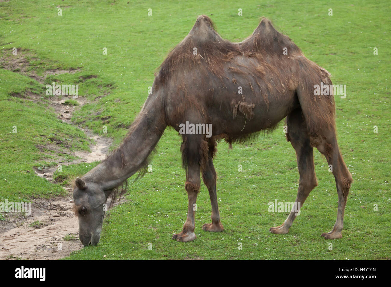 Bactrian Camel Camelus Bactrianus Domestic Animal Stock Photo Alamy Bactrian Camel Camelus Bactrianus Domestic Animal Stock Photo Alamy
