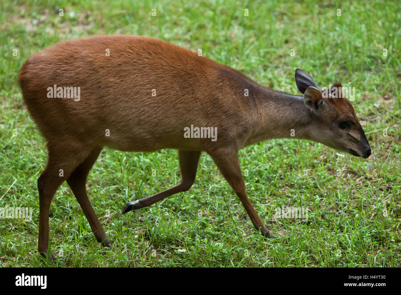 Red forest duiker (Cephalophus natalensis), also known as the Natal duiker. Wildlife animal. Stock Photo