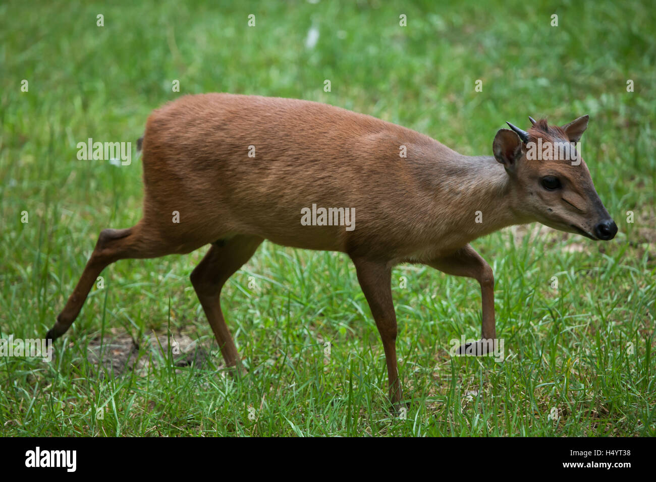 Red forest duiker (Cephalophus natalensis), also known as the Natal duiker. Wildlife animal. Stock Photo
